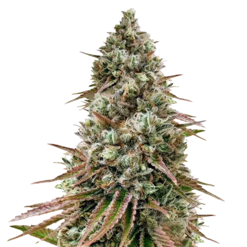 Ice Cream Cake cannabisplant