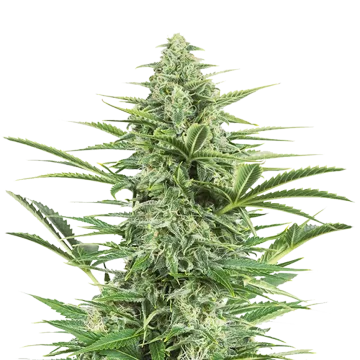 Island Sweet Skunk cannabisplant