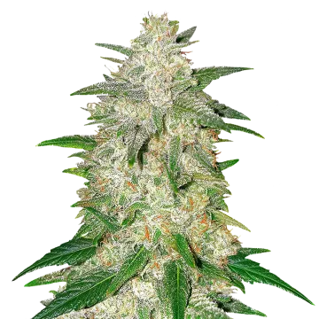 Italian Ice cannabisplant
