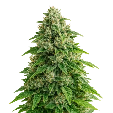 Jack Herer Auto cannabisplant