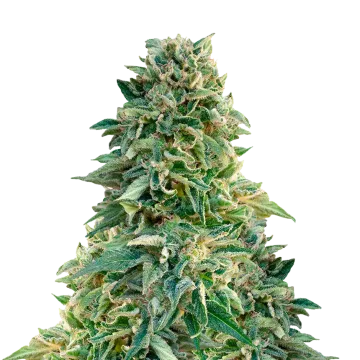 Jack Herer cannabisplant