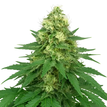 Jack Widow Auto cannabisplant