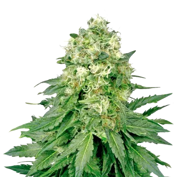 Jack Widow cannabisplant