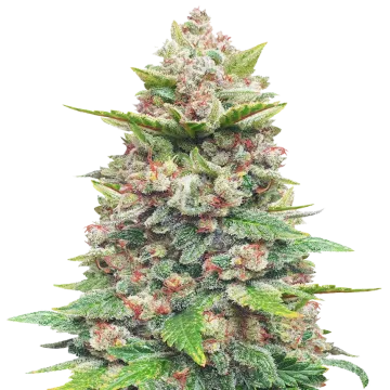 Jealousy cannabisplant