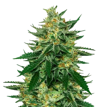Jet Fuel cannabisplant