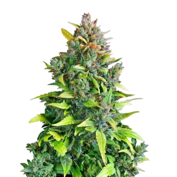 Kali Mist cannabisplant
