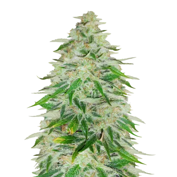 Khalifa Kush cannabisplant
