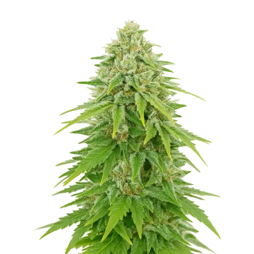 Khalifa Kush Auto cannabisplant