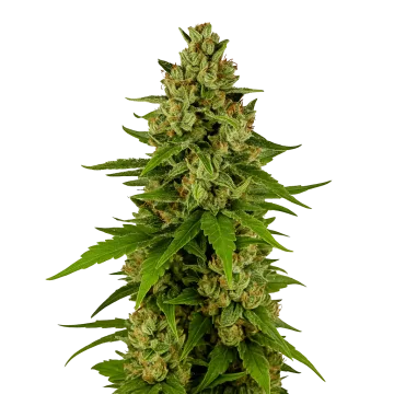 Kiwi Kush Auto cannabisplant
