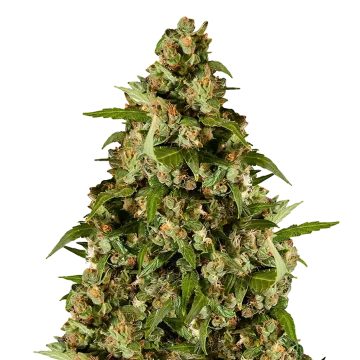 Kiwi Kush cannabisplant