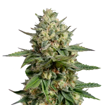 Kosher Kush cannabisplant