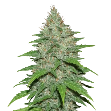 LA Confidential Auto cannabisplant