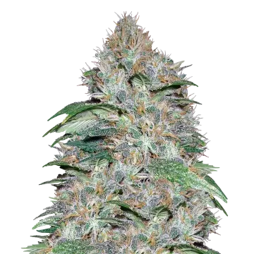 LA Confidential cannabisplant