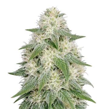 Lamb's Bread Auto cannabisplant