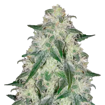 Lamb's Bread cannabisplant