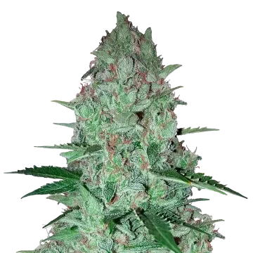 Larry OG cannabisplant