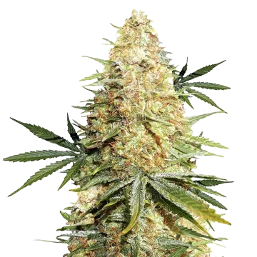 Legend OG cannabisplant