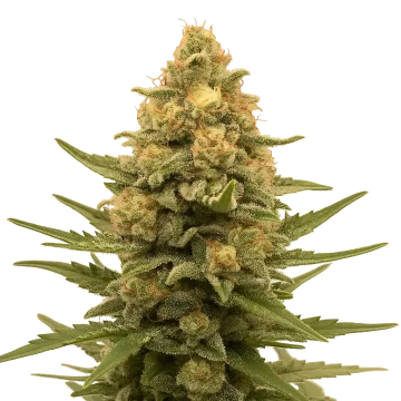 Lemon Auto cannabisplant