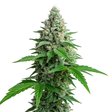 Lemon Cherry Gelato Auto cannabisplant