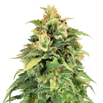 Lemon Skunk cannabisplant