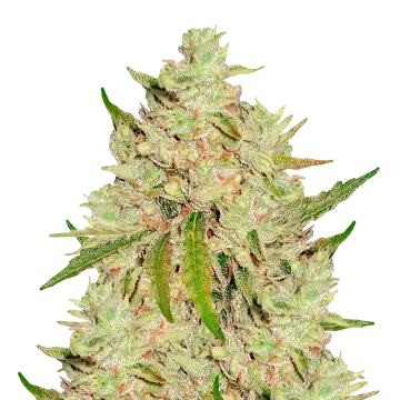 Lemon Tree cannabisplant