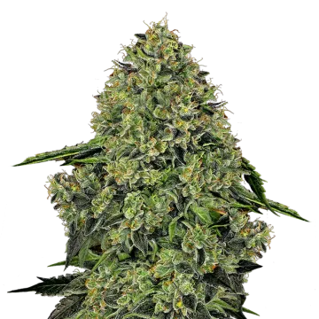 Lithium OG Kush cannabisplant