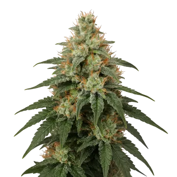 London Pound Cake cannabisplant