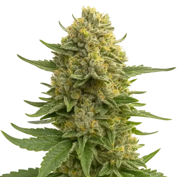 Love Potion Auto cannabisplant
