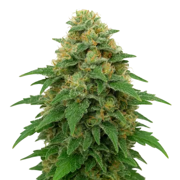 Lowryder Auto cannabisplant