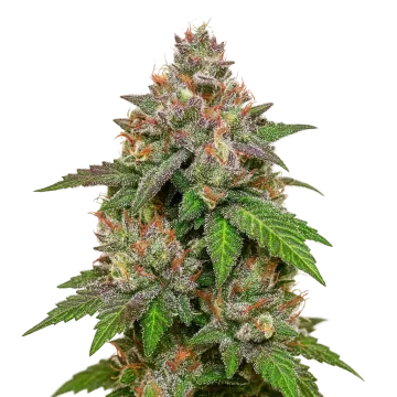 LSD Auto cannabisplant