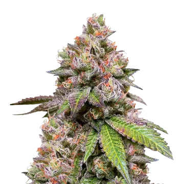 LSD cannabisplant