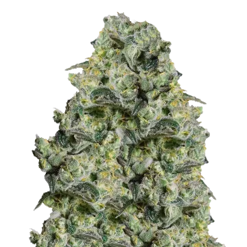 MAC 1 cannabisplant