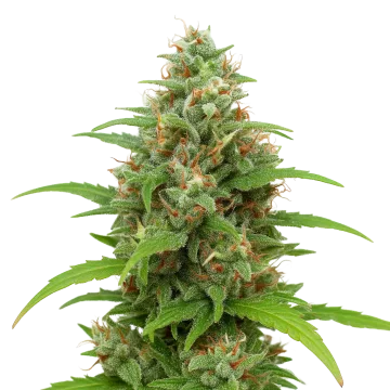 Magnum Auto cannabisplant
