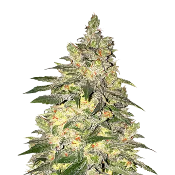 Mamba Negra CBD cannabisplant