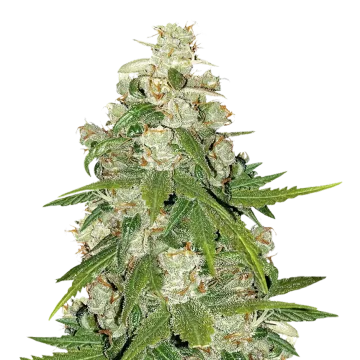 Mamba Negra CBG cannabisplant