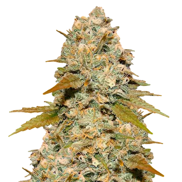 Maple Leaf cannabisplant