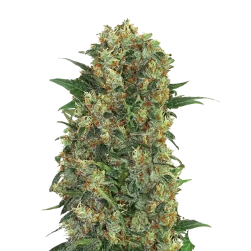 Master Kush cannabisplant