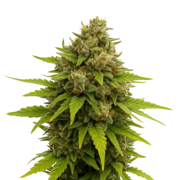 Maui Waui Auto