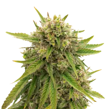 Maui Waui cannabisplant