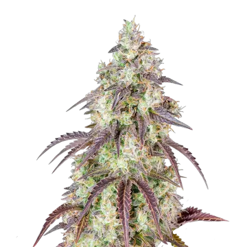 Mendo Breath cannabisplant