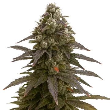 Mimosa Auto cannabisplant