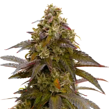 Mimosa cannabisplant