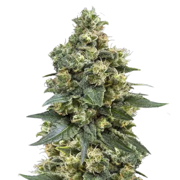 MK Ultra cannabisplant
