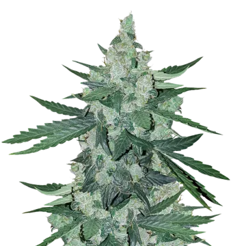 Moonshine Cookies cannabisplant