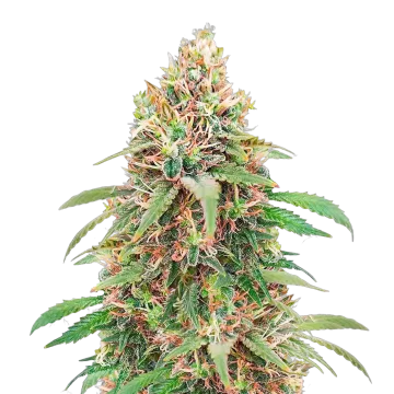 Motor Breath cannabisplant
