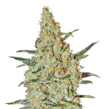 Neville's Haze cannabisplant