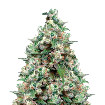NYC Diesel cannabisplant