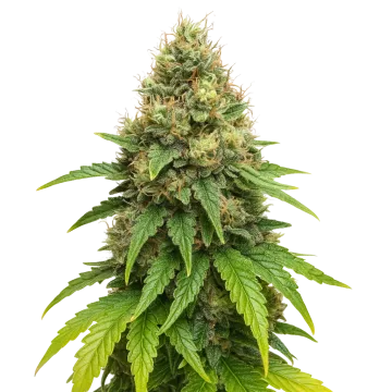 Northern Lights X Big Bud Auto cannabisplant