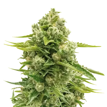 Northern Lights cannabisplant