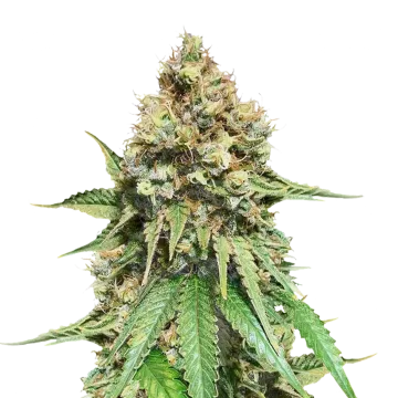 Northern Lights X Big Bud cannabisplant